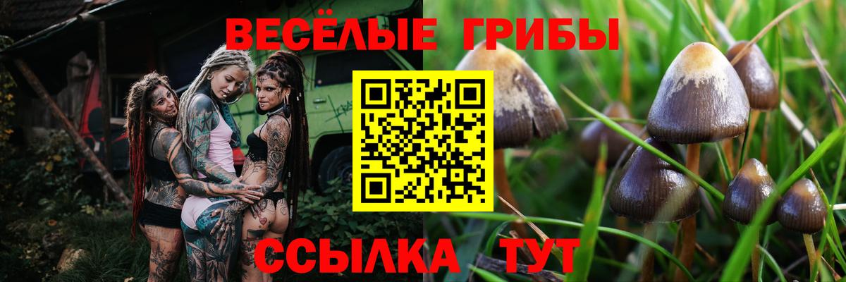 цена   Галлюциногенные грибы Cubensis  Вход с VPN  Кохма 